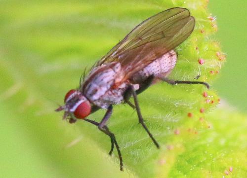 Réf. 325 832 : Anthomyia confusanea